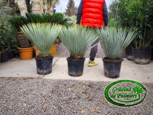 Yucca Rostrata 80-90 inaltime totala