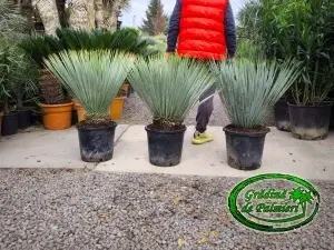 Yucca Rostrata 80-90 inaltime totala