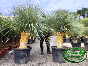 Yucca Rostrata Dublu var. 1