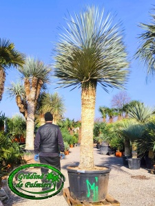 Yucca Rostrata trunchi 200cm Blue Swan