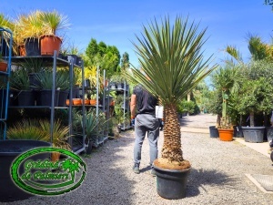 Yucca Treculeana var. 2