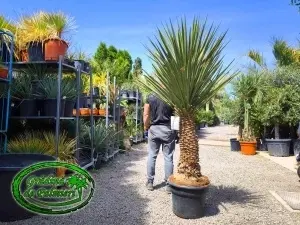 Yucca Treculeana var. 2