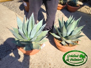 Agave Havardiana Tarrina EXTRA