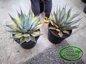 Agave Neomexicana Variegata 45cm Ø