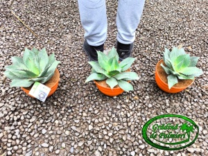 Agave Ovatifolia EMERALD 20cm Ø