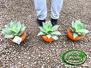 Agave Ovatifolia EMERALD 20cm Ø