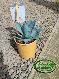 Agave Parrasana 15cm Ø
