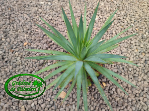 Agave Striateosa 'Straight and Narrow' 35cm Ø