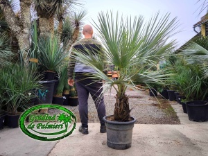 Brahea Armata trunchi 50-60cm