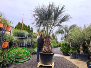 Brahea Armata trunchi 90cm Extra
