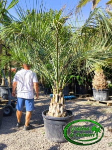 Butia Capitata trunchi 60cm