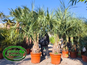 Butia Odorata Silver trunchi 40-50cm