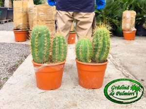 Cactus Trichocereus Pasacana Dublu