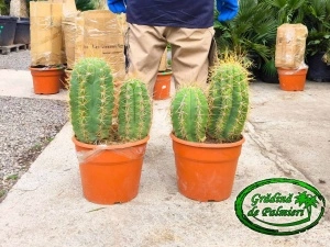 Cactus Trichocereus Pasacana Dublu