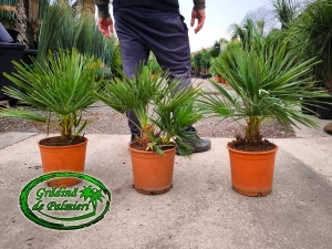 Chamaerops Humilis 60-70cm inaltime totala