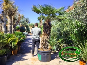 Chamaerops Humilis Cerifera var. 1