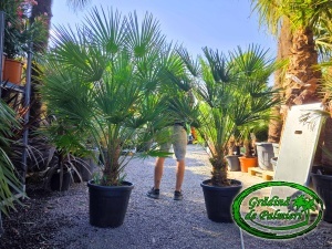 Chamaerops Humilis EXTRA 150-180cm inaltimea totala