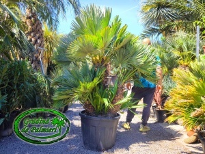 Chamaerops Humilis Vulcano Gigant