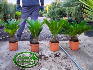Cycas Revoluta trunchi 5-10cm