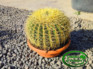 Echinocactus Grusonii 25cm ø cactus