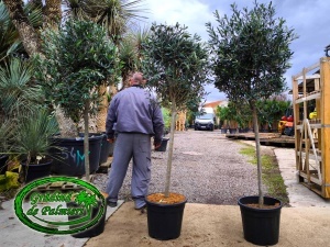 Măslin - Olea Europaea 160-180cm inaltimea totala