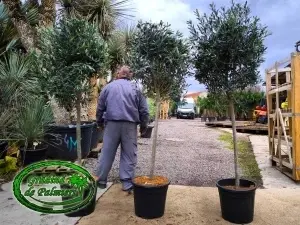 Măslin - Olea Europaea 160-180cm inaltimea totala