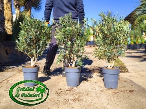 Măslin - Olea Europaea 80-90cm inaltimea totala