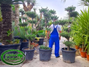 Măslin - Olea Europaea MINI POM-POM EXTRA