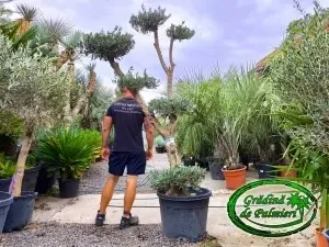 Măslin - Olea Europaea POM-POM var. 1