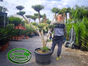 Măslin - Olea Europaea POM-POM var. 5