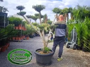 Măslin - Olea Europaea POM-POM var. 5