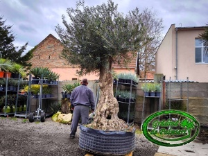 Măslin - Olea Europaea var. 5