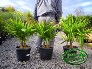 Trachycarpus fortunei grup 60-80cm totala
