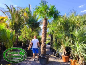 Trachycarpus fortunei trunchi 240-250cm