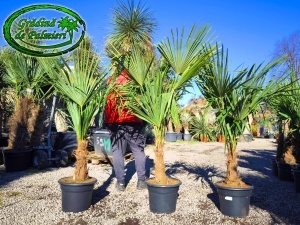 Trachycarpus fortunei trunchi 30-40cm