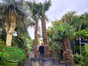Trachycarpus fortunei trunchi 320-350cm