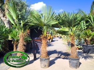 Trachycarpus fortunei trunchi 70-80cm