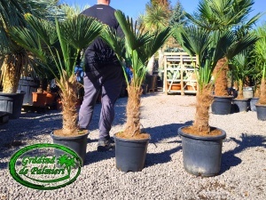 Trachycarpus Wagnerianus trunchi 30-40cm