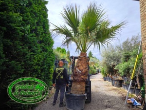 Washingtonia Filifera trunchi 150-160cm