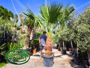 Washingtonia Filifera trunchi 80-90cm