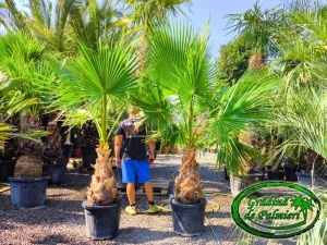 Washingtonia Robusta trunchi 70-80cm