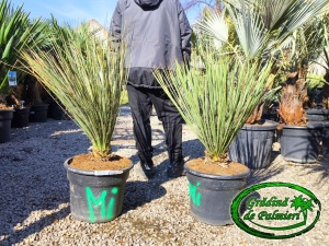 Yucca Elata 100-110cm inaltimea totala