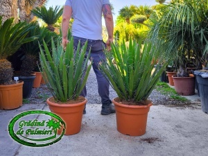 Yucca Faxoniana - Faxon yucca 80-100cm inaltime totala