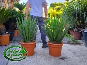 Yucca Faxoniana - Faxon yucca 80-100cm inaltime totala