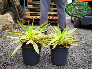 Yucca Gloriosa Variegata Citrus Twist