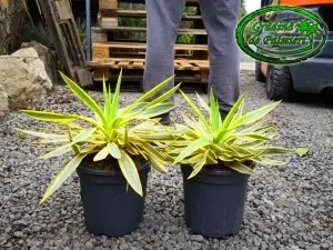 Yucca Gloriosa Variegata Citrus Twist