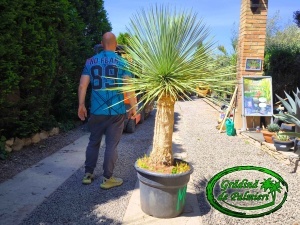 Yucca Linearifolia Linearis 80cm trunchi