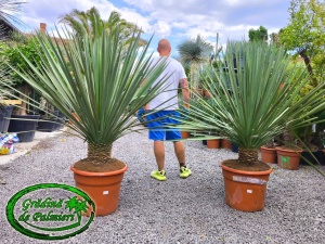 Yucca Linearis x Galeana