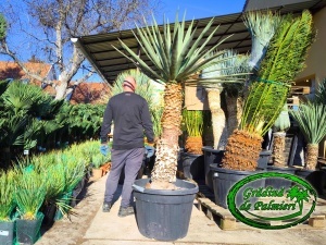 Yucca Madrensis trunchi 120-130cm