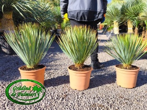 Yucca Rostrata C10